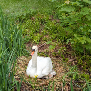 話は変わりますが、5月の散歩中、白鳥の赤ちゃんがふ化しているのを発見しました。少なくとも３，４羽が生誕生したみたいです。
