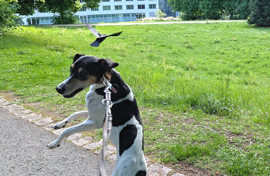 カラスを見て、興奮するタビィ。