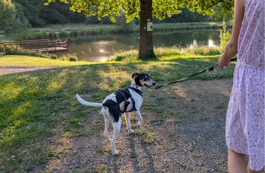タビィは子どもが大の苦手ですが、私たちが一緒にいれば、姪っ子とも散歩ができるように。