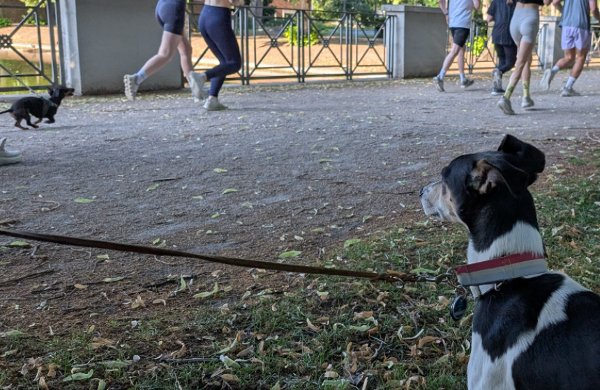 ドイツの街角から～しつけ教室の成果-実生活の様子-～