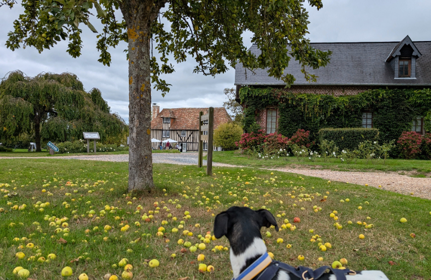 カルヴァドスの蒸留所も訪ねました。リンゴは落ちっぱなしです。