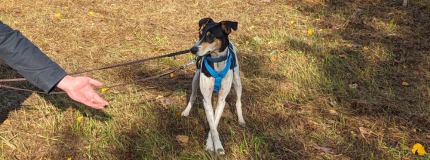 スペインからの長いドライブの後、私たちと初対面したタビィ。恐怖心で固まっています。