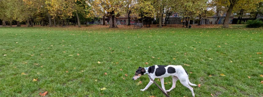 ドイツの街角から～タビィ 3年目の成長ぶり～