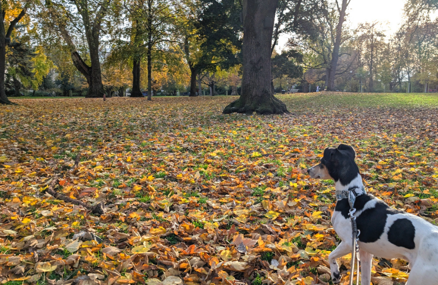 落ち葉で覆われた公園の芝生。