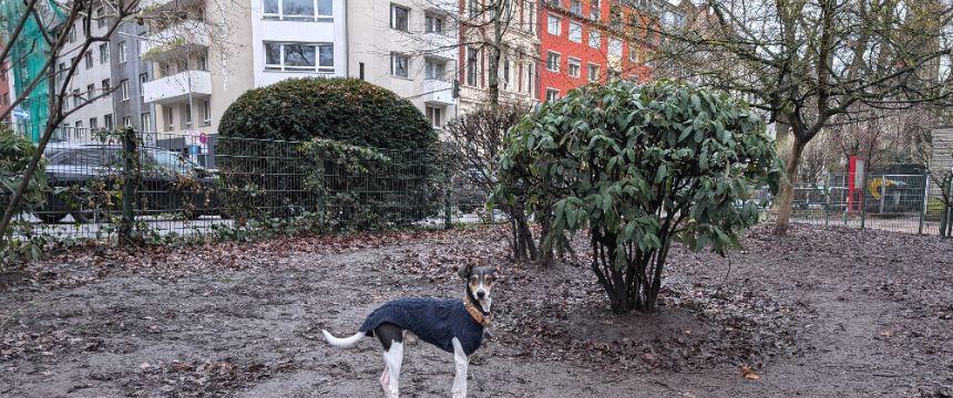 公園内のドッグランも雨でぬかるんでいます。