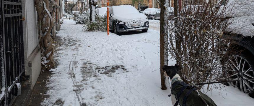 旅行で訪れたブリュッセルで雪に見舞われました。この後、タビィの耳にしもやけの症状が現れてしまいました。