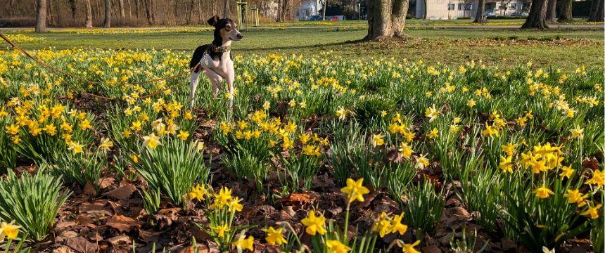 公園のあちらこちらに黄色いスイセンの花が。