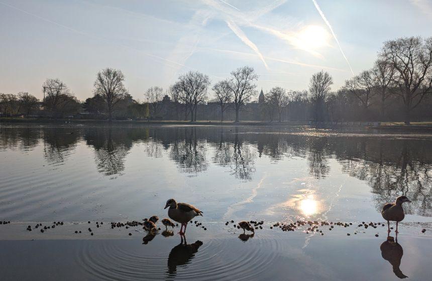 朝の散歩で見つけたカモも親子たち。野生の動物たちにも春が訪れています。