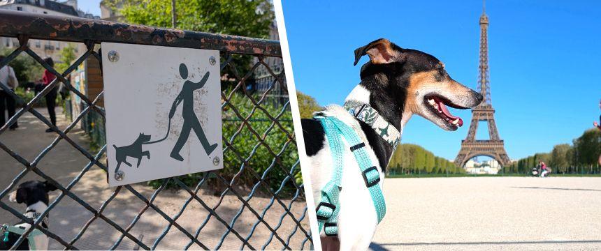 ドイツの街角から～犬連れパリの旅行の様子ついて～