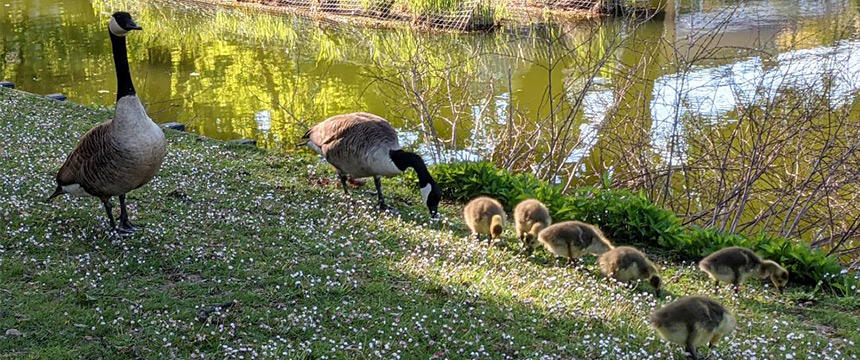 ドイツの街角から　～ドイツの公園のベビーラッシュ～