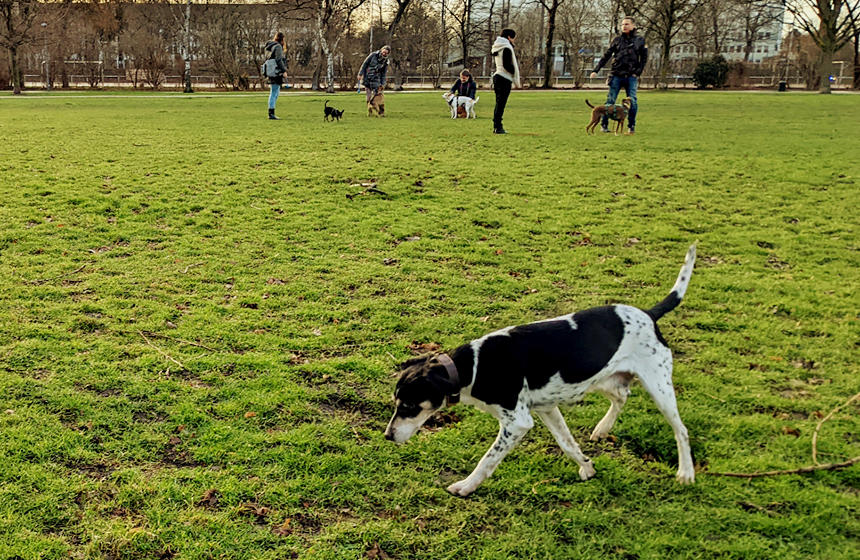 こちらのドッグランは囲いもなく広々としており、いつも犬たちが遊んでいます。ただし、公園を行き交う人や自転車には注意しなければなりません。