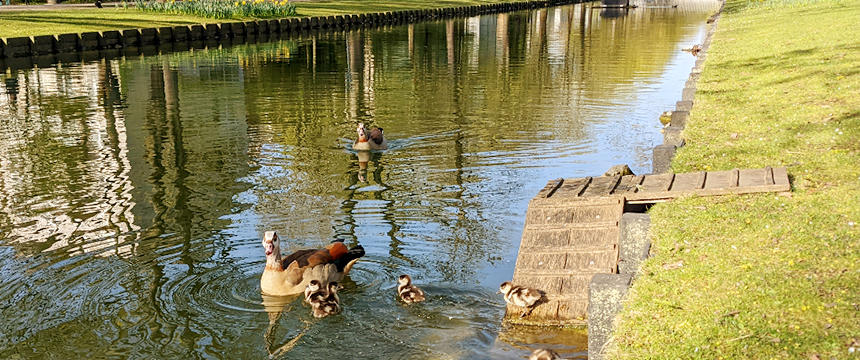 生まれて間もないカモの赤ちゃんたちも親ガモの近くをスイスイと泳いでいます。