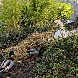 白鳥が卵を温めている巣には時々、カモたちも遊びに来るようです。