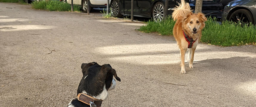 ドイツの街角から　～犬にまつわるドイツの言葉～