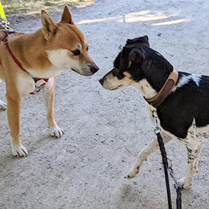 散歩中にはいろいろな犬と出会います。ポチンスキーはいったん“あいさつ”を済ますと、相手に対する関心はなくなり、さっさと前へと進んでいきます。