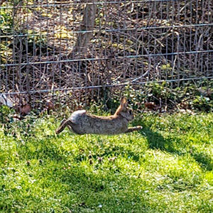 公園を駆け回る野生のウサギを見つけました。ジャンプしている瞬間をキャッチ！