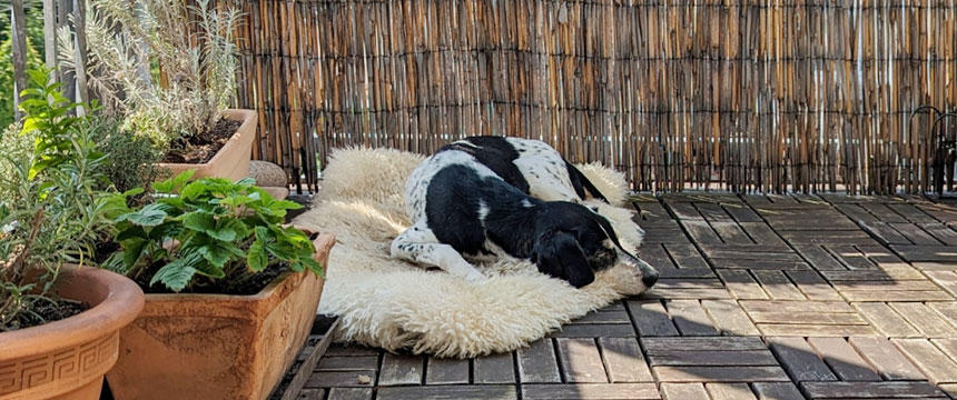 天気が良い日、バルコニーで眠るポチ