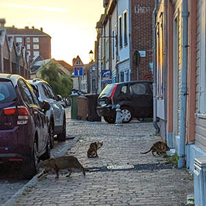 フランスのある街で見かけた風景。日本で言うところの地域猫でしょうか？