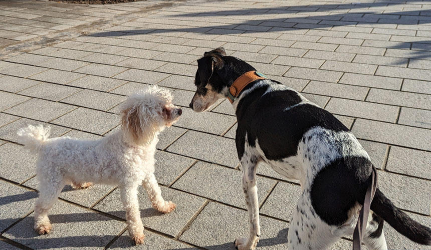 私たちと暮らしていたポチンスキーも保護犬出身でした。少しでも多くの犬たちや人々が幸せをつかめますように、と祈らずにはいられません。