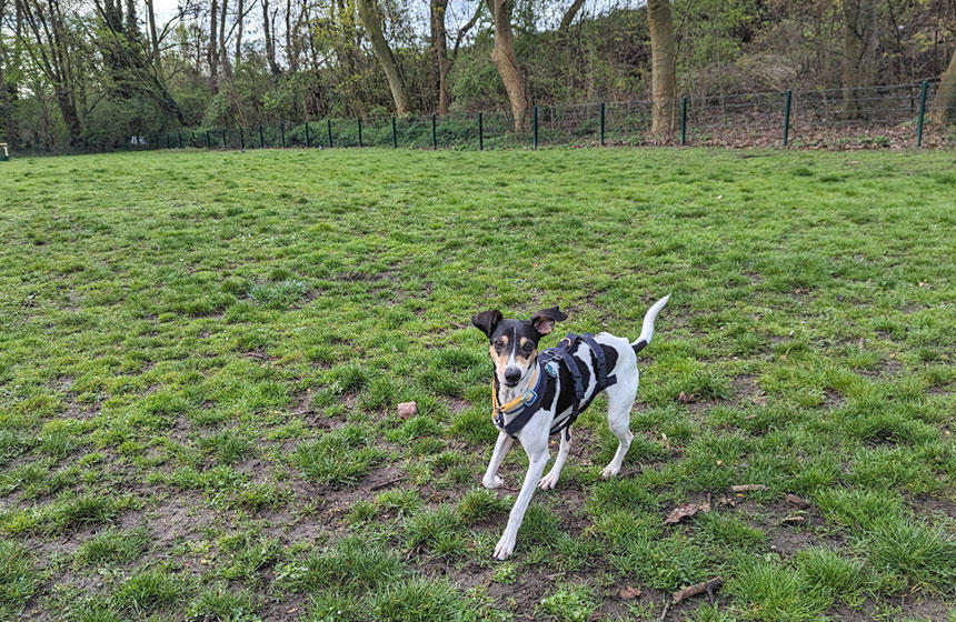 初めてのドッグラン。この日は犬が少なく、タビィもややリラックスしていました。