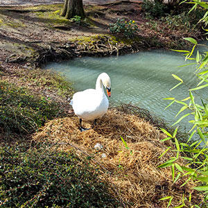 散歩途中で、白鳥の巣で2つほど卵を発見。産み立てだったようです。