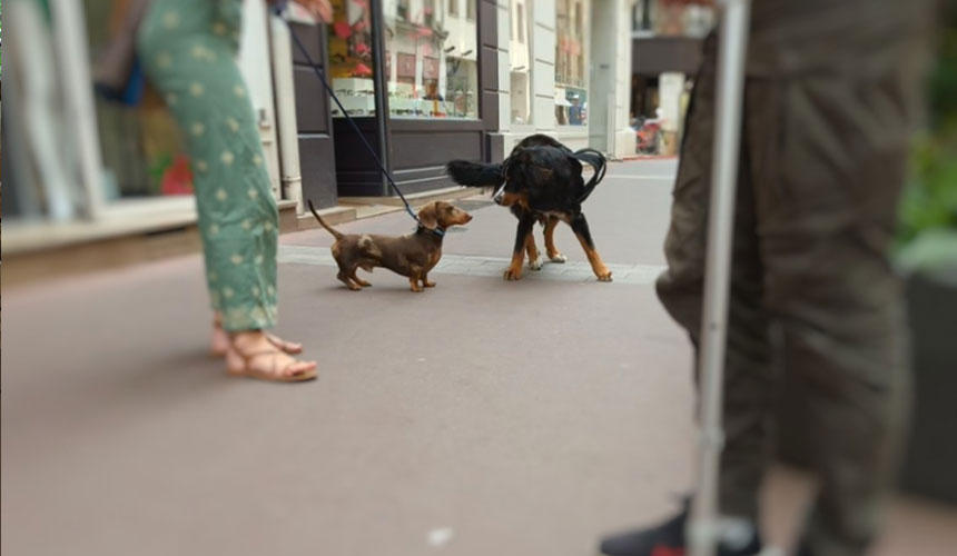 ダックスフンドの飼い主さんも松葉づえを。ルーアンの街中ではリードなしに犬を歩かせている飼い主さんが少なからずおり、ドイツとの違いを感じました