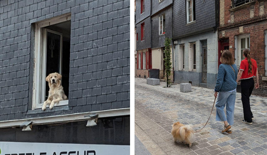 オンフルールの街中で、2階の窓から外を眺めている犬を時々見かけました。