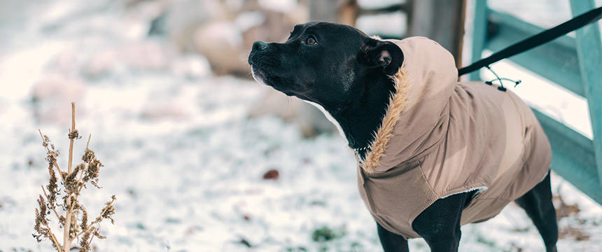 犬の冬の体調管理、気を付けたいポイントは？オススメ手作り食レシピも。