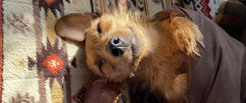 犬と過ごす年末年始。ゆったり時間でチェックしたい冬の健康+α記事まとめ